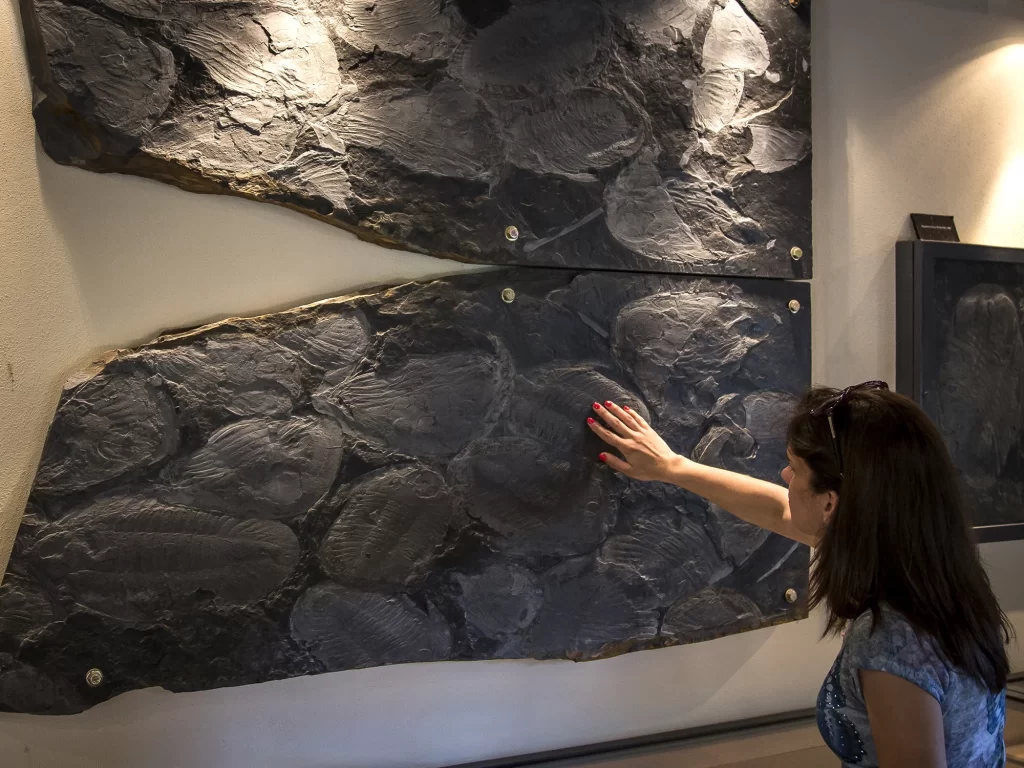 Trilobites Museum